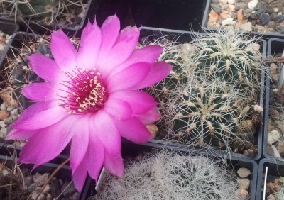 Sulcorebutia tarabucoensis ssp. hertusii HS125/1