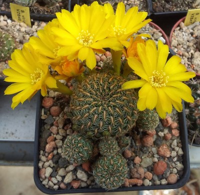 Sulcorebutia elisabethae VZ204 F1