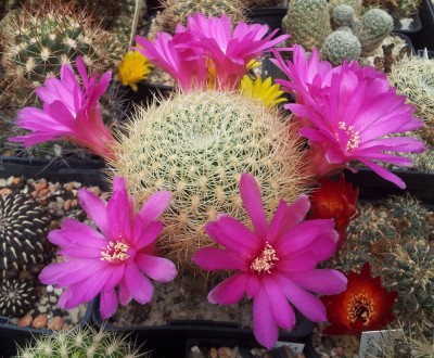 20130523_112350.jpg (204.33 KiB) 21574 mal betrachtet Sulcorebutia albissima KK1567