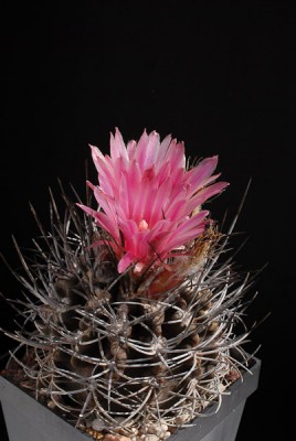 Eriosyce taltalensis ssp. paucicostata (Nc. hankeana)  2013 Mai24-2.jpg