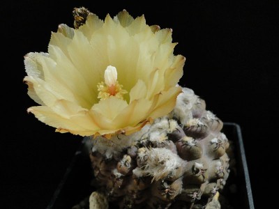 Eriosyce napina exBudich 2012 Juno01-3.jpg
