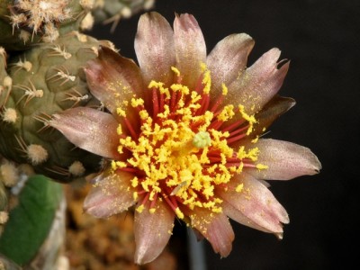 IMG_0387.jpeg (112.69 KiB) 12604 mal betrachtet Puna subterranea