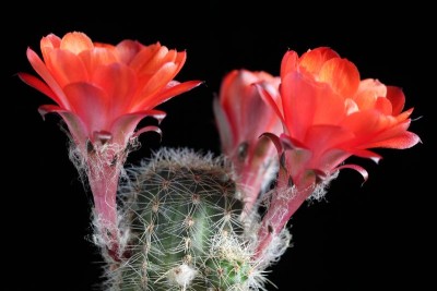 Rebutia pygmaea WR 745 01.JPG