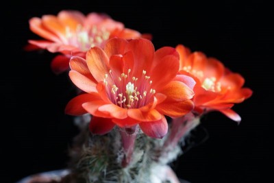 Rebutia pygmaea WR 745 02.JPG