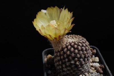 Eriosyce napina ssp. lembkei (Nc. atra exHH) 2013 Mai30-2.jpg