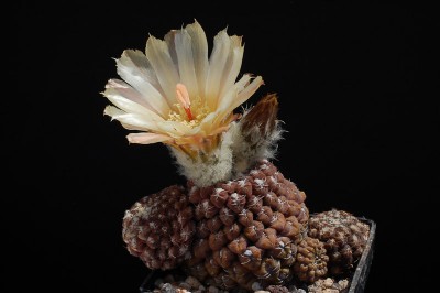 Eriosyce krausii (Nc. krausii exHH) 2013 Mai30-3.jpg