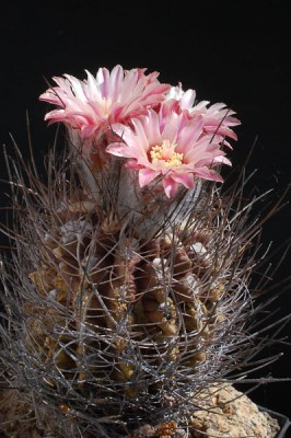 Eriosyce crispa aff. 2013 Mai30-4.jpg