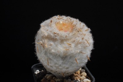 Epithelantha pachyrhiza 2013 Juno03.jpg