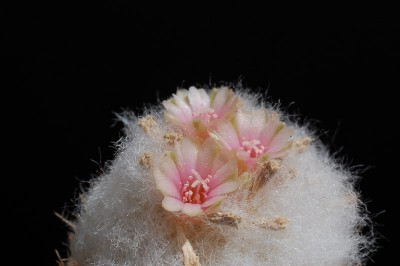 Epithelantha pachyrhiza v. elongata 2013 Juno03-4.jpg