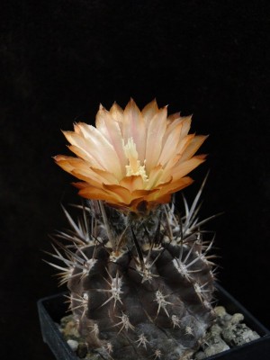 Eriosyce heinrichiana FK81 (Ho. heinrichianus) 2011 Mai12-1.jpg