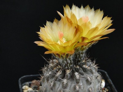 Eriosyce heinrichiana FK81 2012 Juno07-3.jpg