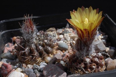 Eriosyce heinrichiana (Py. trapichensis) 2013 Juno03-2.jpg