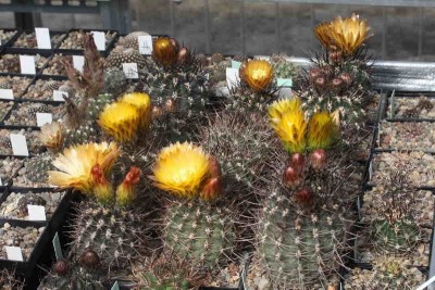 Pyrrho_strausianus (1).JPG