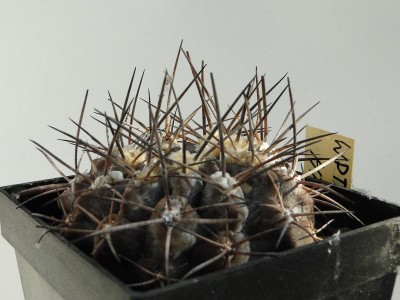 Eriosyce spec. HTH114b-1 exThiele 2012 September10-1.jpg