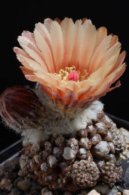 Eriosyce krausii (Th. malleolata) Pan de Azucar 2013 Juno05-1.jpg