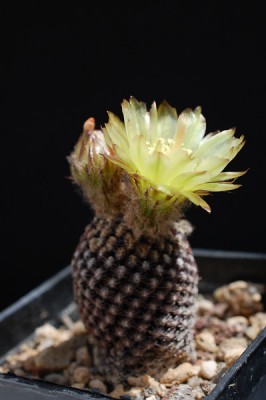Eriosyce napina ssp. lembckei (Nc. atra) 2013 Juno05-2.jpg