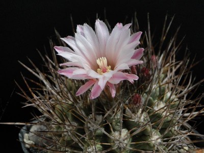 Eriosyce taltalensis ssp. echinus (Np. eriocephala v. glaucescens) 2013 Juno01-3.jpg