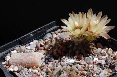 Eriosyce taltalensis ssp. pilispina, Barquito 2013 Juno06-4.jpg