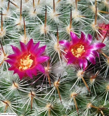 Mammillaria und Thelos 059.JPG