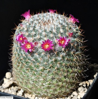 Mammillaria ignota P 324 (2).JPG