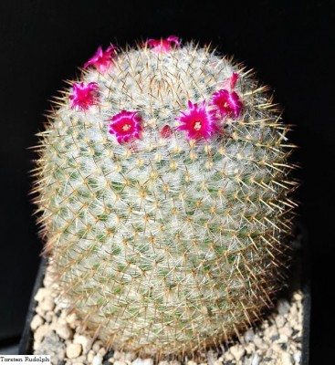 Mammillaria ignota P 324.JPG