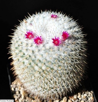 Mammillaria und Thelos 172.JPG