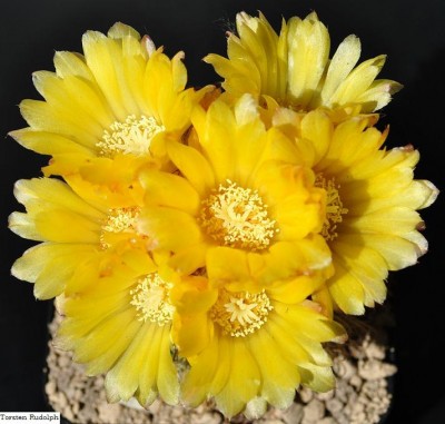 Parodia aureispina.JPG