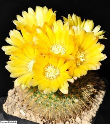 Parodia aureispina2.JPG