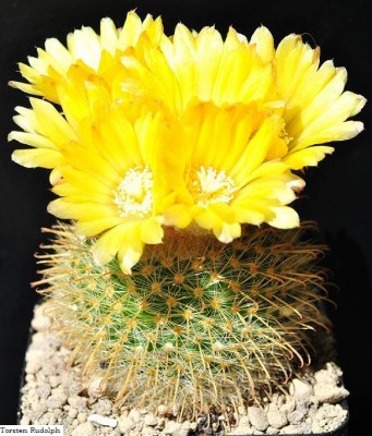 Parodia aureispina1.JPG