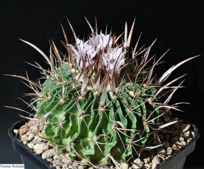Echinofossulo. phyllacanthus