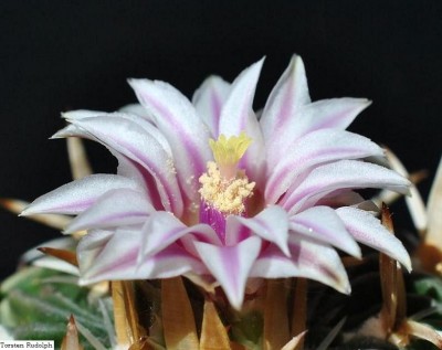 Echinofossulo.JPG