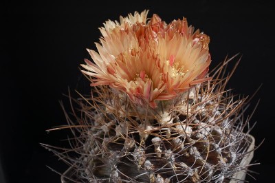 Eriosyce crispa v. carrizalensis 2013 Juno09.jpg