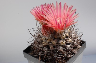 Eriosyce crispa v. totoralensis FK150 2013 Juno03-2.jpg