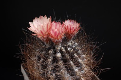 Eriosyce crispa exHH 2013 Juno09-1.jpg