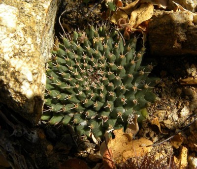 Mammillaria peninsularis RB1186