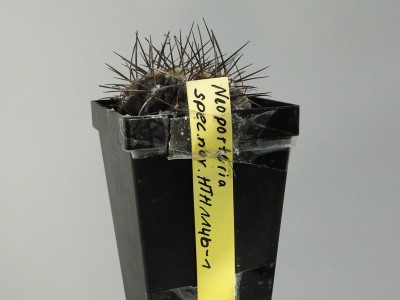 Eriosyce spec. HTH114b-1 exThiele 2012 September10.jpg