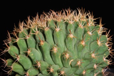 Thelocactus 01.jpg