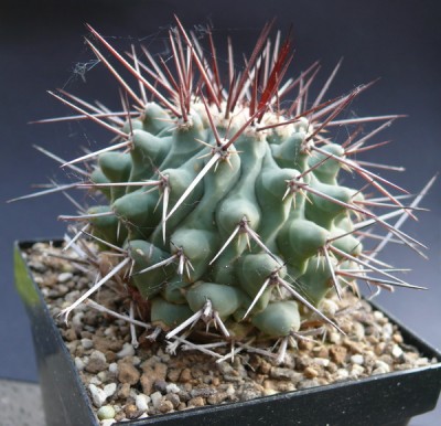 094 P1110165 Thelocactus nidulans in Kultur.jpg