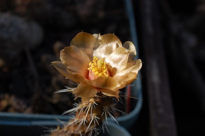 Pterocactus fischeri HPT376 2013 Juno17.jpg