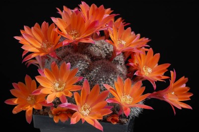 Rebutia hybrid Mo Boy 2013 Juno18-4.jpg