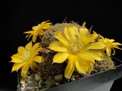 Sulcorebutia spec. HPT 2013 Juno01-5.jpg