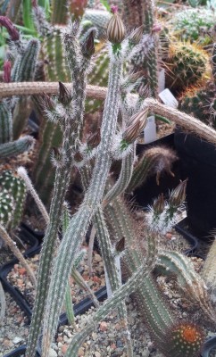20130620_094214.jpg (285.46 KiB) 12596 mal betrachtet E. leucanthus