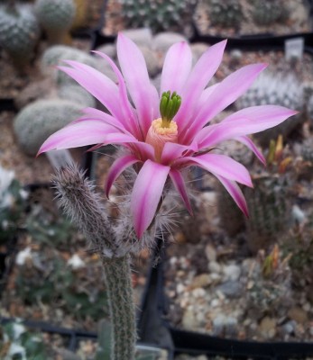 20130620_173220.jpg (106.05 KiB) 12596 mal betrachtet E. poselgeri