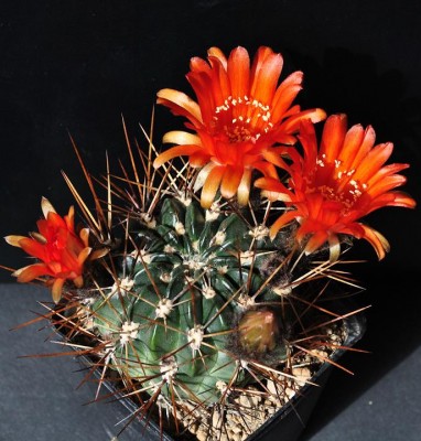 Lobivia haemantha (Chuquisaca,Incahuasi)