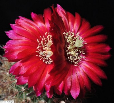 Parodia HT 15.JPG