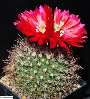 Parodia HT 15 (2).JPG
