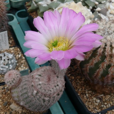 102 P1110202 Echinocereus primolanatus..jpg