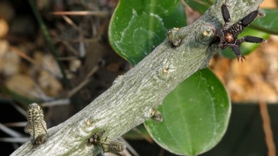 IMG_0462.jpeg (81.53 KiB) 16187 mal betrachtet Rhytidocaulon macrolobum