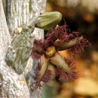 Rhytidocaulon ciliatum