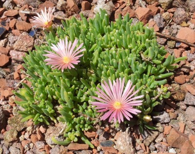 Delosperma 'Kelaidis'